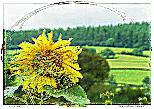 Brecon Sunflower Bloomin-NFT